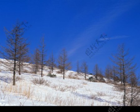冬天雪景0173