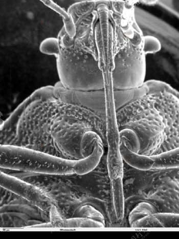 昆虫显微镜图片0008