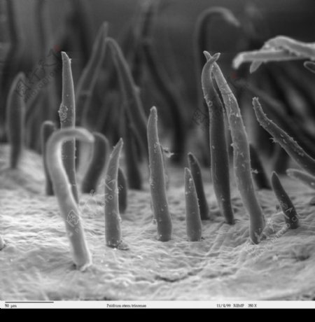 昆虫显微镜图片0062