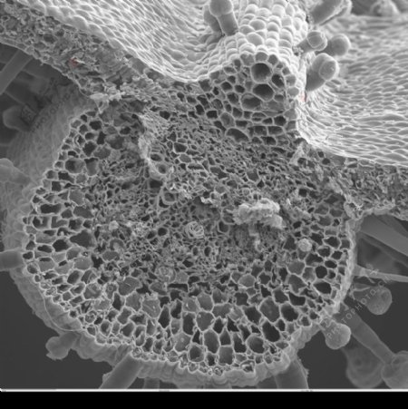 昆虫显微镜图片0082