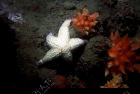 深海生物0023