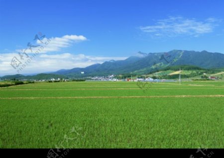 田园风景0074