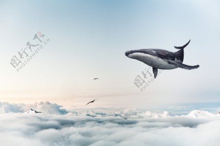 云海和鲸鱼