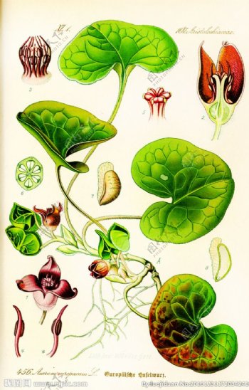 植物绘画