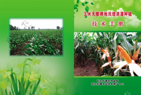 玉米技术手册种植