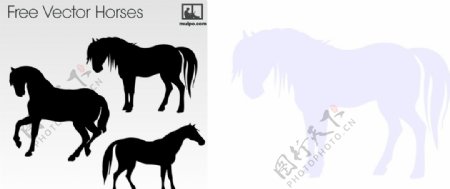 马的各种形态