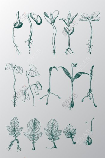 植物素材图
