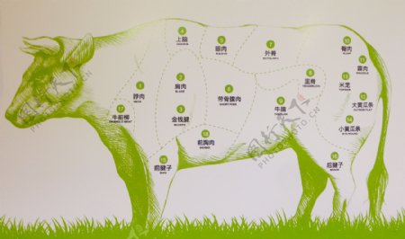 牛肉的分类图