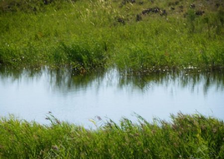 美丽湿地春色