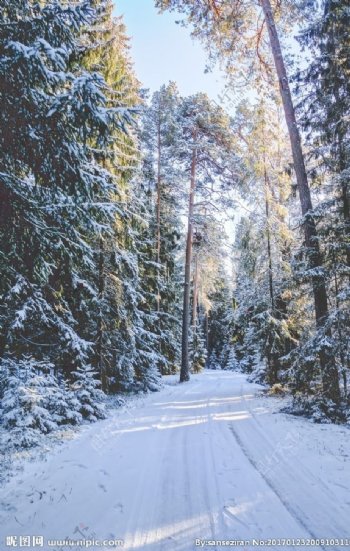 白雪覆盖的林间小路