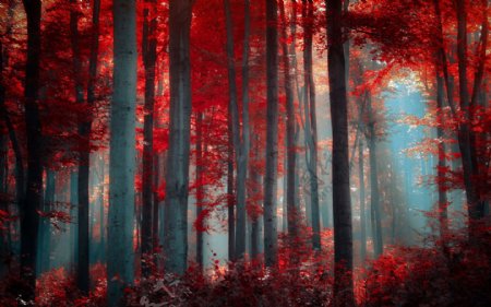 红树林