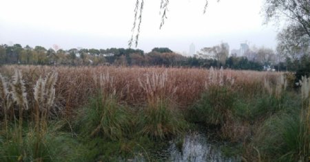 深秋的芦苇amp湿地