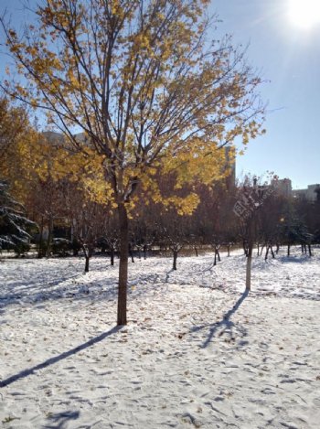 雪中的枫树