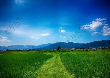 春天稻田风景