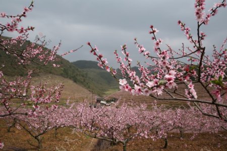 桃花园素材