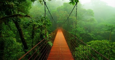 森林吊桥