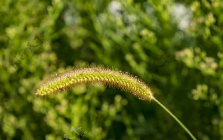 狗尾巴草