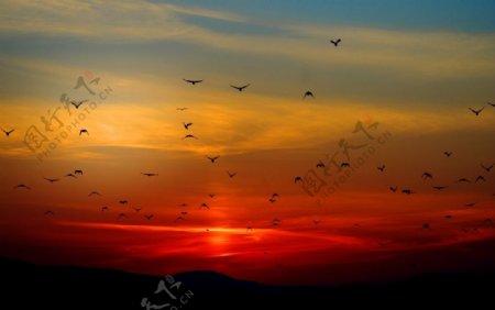 绚丽夕阳下的飞鸟