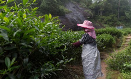 武夷采茶