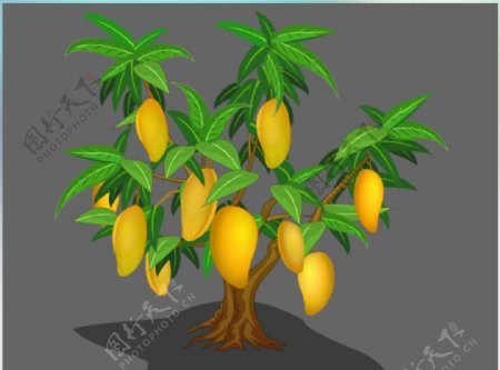 成熟的芒果树flash植物素材