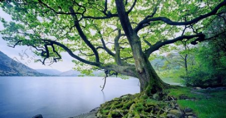 英国湖区老树