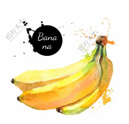 彩绘香蕉矢量设计素材