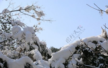 树的雪