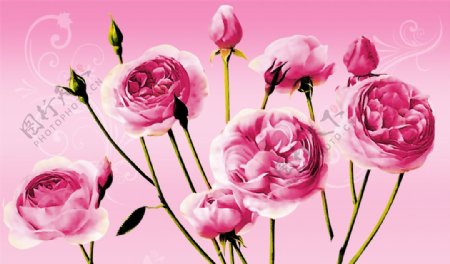 3D温馨玫瑰花卉素材