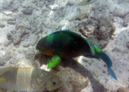 泰国涛岛潜水海底鱼类