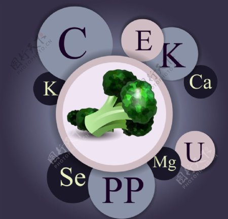 蔬菜维生元素信息图表