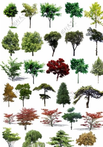 素材树景观效果图