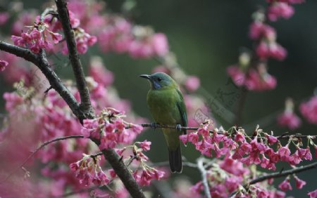 花鸟摄影