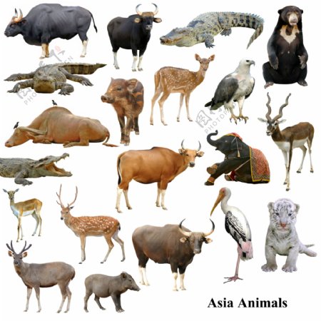 20种野生动物高清