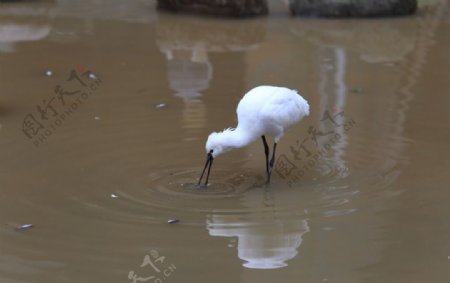 在水池中觅食的鸟