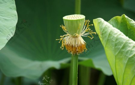 荷叶莲蓬花蕊