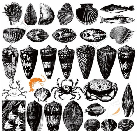海螺贝壳花纹图腾图案