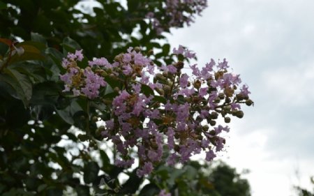 六月紫薇