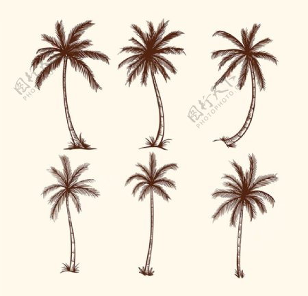 手绘素描椰子树