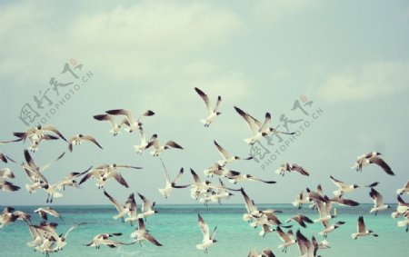 海滩海鸥