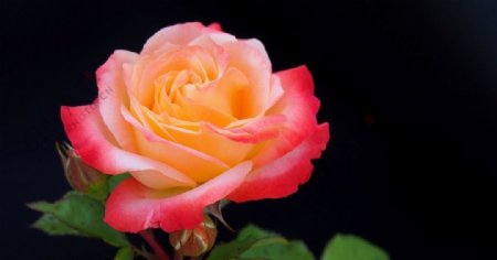 唯美玫瑰花朵