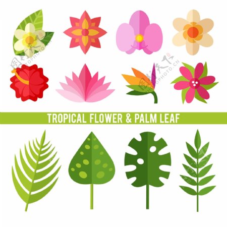 12款热带植物花卉和叶子矢量素