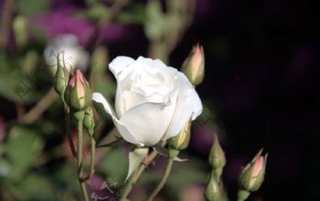 漂亮的白玫瑰