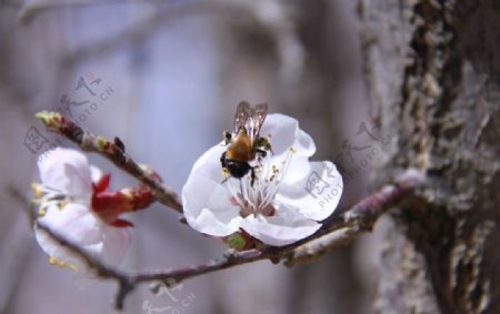 杏花蜜蜂