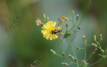 高清蜜蜂与花