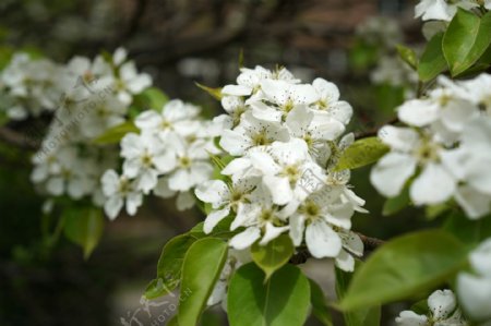 春天白色的梨花