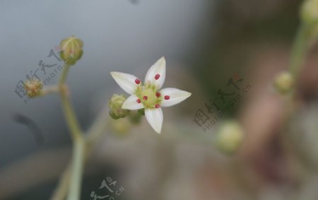 多肉植物花箭花卉