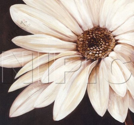 花卉油画10850厘米X50厘米