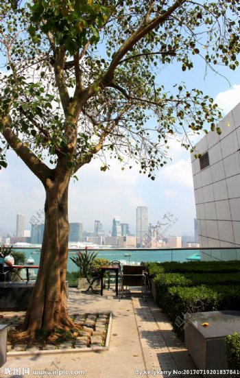 香港海港城树木屋顶