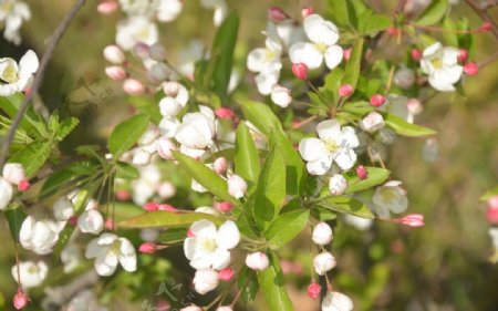 山荆子