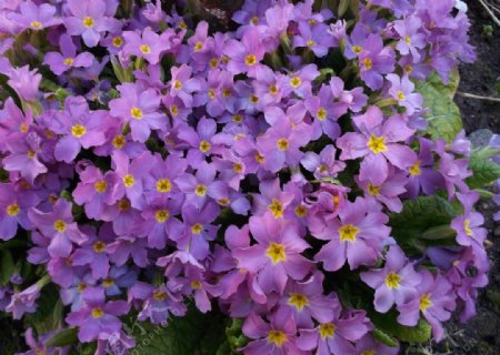 繁盛的紫色花朵